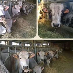 Cascina dei Tigli di Dal Cerro Alessandra, Tedeschi orari di apertura