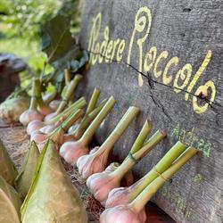 Azienda Agricola Biologica Podere Roccolo, Rimini orari di apertura