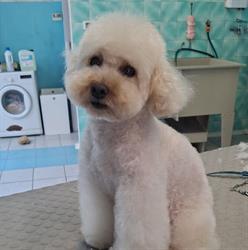 Toelettatura Mi Fido di Te, Arezzo orari di apertura