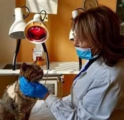 VeterinariAmica, Turi orari di apertura