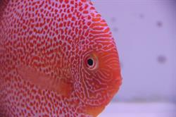 Megadiscus, Reggio Calabria orari di apertura