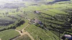 Corte dei Soavi, Soave orari di apertura