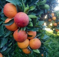 Frutta e ortaggi di Sicilia, Rho orari di apertura