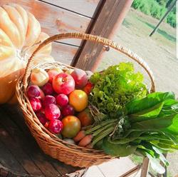 Solo Cose Buone - Azienda Agricola Bruti Bolsena, orari di apertura