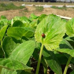 Azienda Agricola Cantalupo, Basella orari di apertura