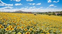 Azienda Agricola Biologica Mancini di Mancini Paolo, Macerata orari di apertura