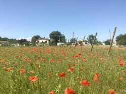 VerdecchiaVivai di Marco Verdecchia - rete d'impresa Alberi Sparsi, Forlì orari di apertura