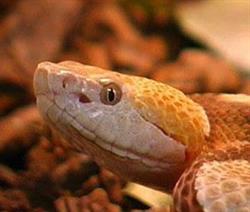 Reptiland Galleria di Scienze Naturali e Centro Erpetologico, Riva del Garda orari di apertura