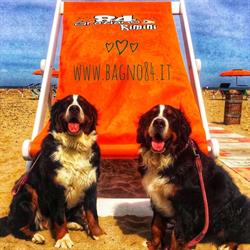 Bagno 84 Graziano Rimini - Spiaggia Dog friendly, orari di apertura