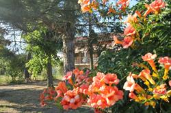 Fondo Bosco B&B Fiscaglia, Migliarino - Orari di apertura