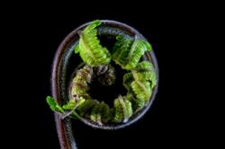Koru Lab, Cesano Maderno orari di apertura
