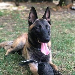 Malinois allevamento Valle Incantata, Vigone orari di apertura