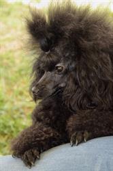 Dog Style, Mugnano di Napoli orari di apertura