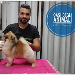 Oasi Degli Animali, Atripalda orari di apertura