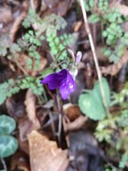 LAVANDULA, Castelcivita orari di apertura