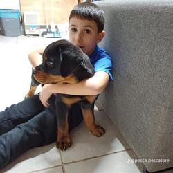 Allevamento di Casa Garau - Rottweiler, Cagliari orari di apertura