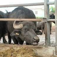 Caseificio La Sosta Mondragone, orari di apertura