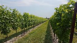 Azienda Agricola Il Saletto, San Martino al Tagliamento orari di apertura