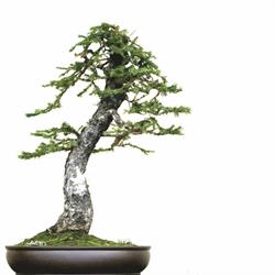 Vivaio Bonsai, Santarcangelo di Romagna orari di apertura