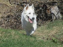 Allevamento Pastore Bianco Svizzero Casa Brach Prever, Front orari di apertura
