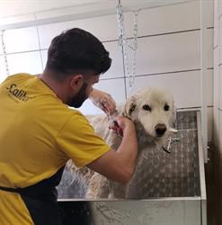 Il Libro Della Giungla toelettatura e petshop, Maddaloni orari di apertura