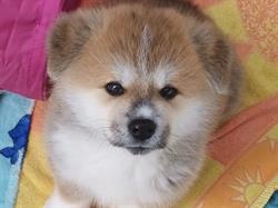 Zaddiq Kennel - Allevamenti Akita ENCI FCI, Borgo Vercelli orari di apertura