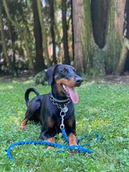 Ambulatorio Veterinario Dr.ssa Paola Braglia, San Martino in Rio orari di apertura
