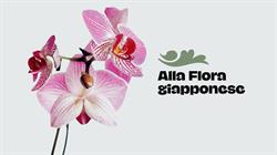 Alla Flora Giapponese, Trapani orari di apertura