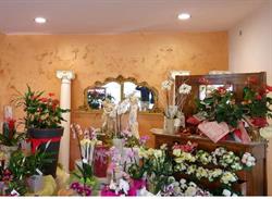 Floricoltura Barro, Montebelluna orari di apertura