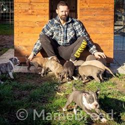 MAMEBREED - Allevamento Amstaff di Matteo Meneghello, Bovolenta orari di apertura