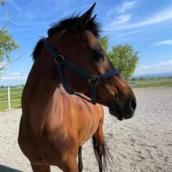 Scuola di Equitazione Scuderia Little Lion A.S.D. Maneggio Centro Ippico, Noceto orari di apertura