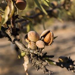 Azienda Agricola Bio Terrazzino, Raffadali orari di apertura