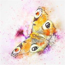 B & B Butterfly, Livorno orari di apertura
