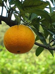 Pernambucco, Finale Ligure orari di apertura