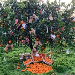 Arcoria Agricola Srl, Caselle di Altivole orari di apertura