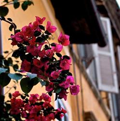 Borghiciana Pastificio Artigianale, Roma orari di apertura
