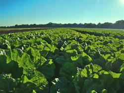 Agricerasa, Ortucchio orari di apertura