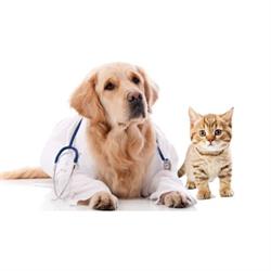 Ambulatorio Veterinario Associato Sant'Antonio dei Dr. Felce e Mundula, Quartu Sant'Elena orari di apertura