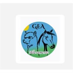Gea Mini Mini Pony, Scandicci orari di apertura