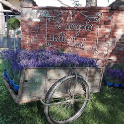 L'angolo delle viole, Leinì orari di apertura