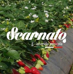 Azienda Agricola Scarnato, Scanzano Jonico orari di apertura