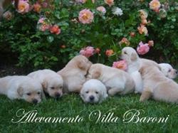 Allevamento Labrador Villa Baroni, San Secondo Parmense orari di apertura