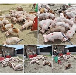 Azienda Agricola La Chiusa, Dasà orari di apertura