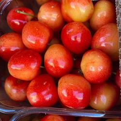 Frutta Gialloparma, Parma orari di apertura