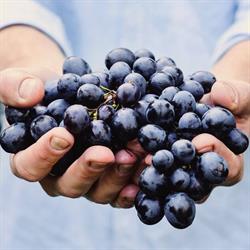 Alba Wine Tours, orari di apertura