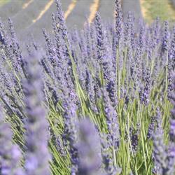 L' Erbavoglio fiori e piante di Franca Monferrato, Rondissone orari di apertura