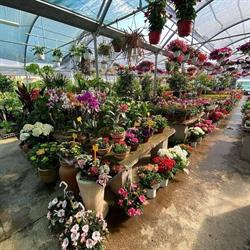 Vivaio Le Due Palme, Ardea orari di apertura