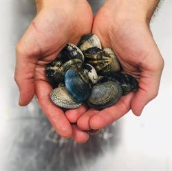 Salsi - Gastronomia di mare, Montecchio Emilia orari di apertura