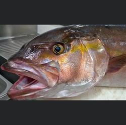 Ristorante Pescheria Priore, Grottaminarda orari di apertura