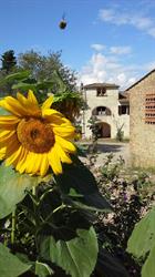 Fattoria Palaia, Montespertoli orari di apertura
